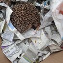 Ein in Zeitungspapier eingerollter Igel
